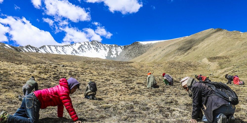 छेकम्पारवासी यार्सागुम्बा सङ्कलन गर्न लेकतिर